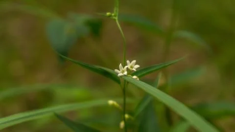 Delicate white flower grows in the forest Stock Photos
