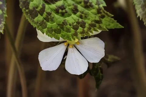 Delicate white flower with patterned green leaf in soft focus background Stock Photos