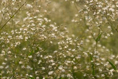 Delicate white flower Stock Photos