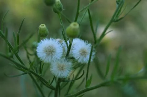 Delicate white flower Stock Photos