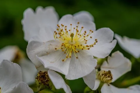 Delicate white flower Stock Photos