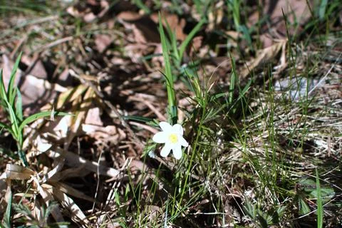 Delicate white flower in spring forest Stock Photos