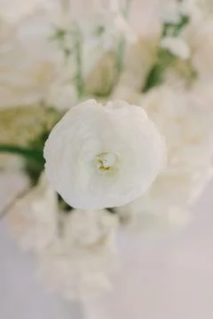 Delicate white flower surrounded by soft blooms in a serene indoor setting Stock Photos
