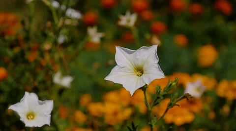 Delicate white flower, swaying in the wind in the garden on a summer day. Video stock 67019960