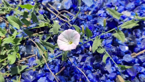 A delicate white flower sways in the breeze, against a backdrop of blue pebbles. Stock Footage 305249645