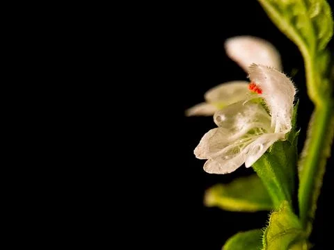 Delicate white flower with tiny red stamens, captured in soft focus against.. 写真素材