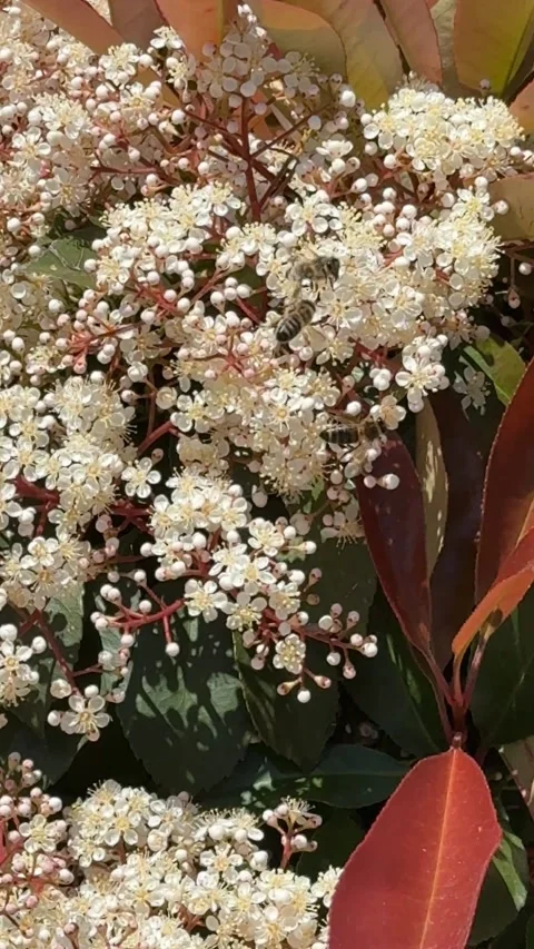 Delicate white flowering branch with reddish foliage fills vertical frame, .. Stock Footage 348064862