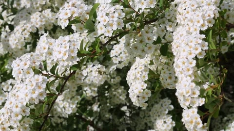 Delicate white flowering shrub branches against bright sky background Stock Footage 311060433
