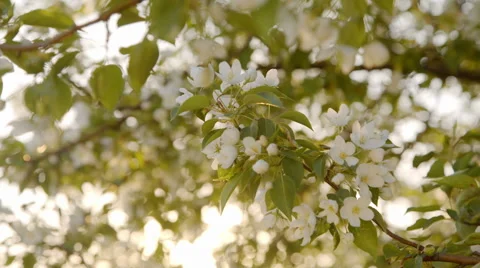 Delicate white flowers of apple, springtime Stock Footage 63762352