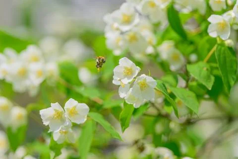 Delicate White Flowers with a Bee buzzing around in a Blooming and Vibrant .. Stock Photos