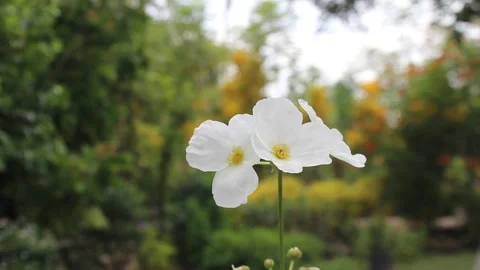Delicate white flowers bloom in nature, spring background. close-up Stock Footage 278809481