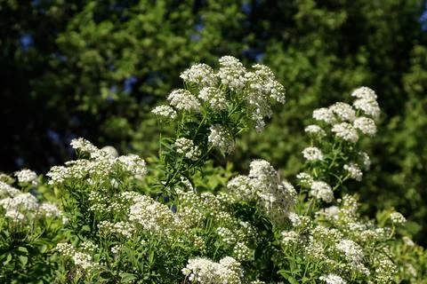 Delicate white flowers bloom profusely on green branches against a blurred .. Stock Photos