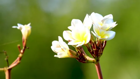 Delicate white flowers blooming on a branch against a verdant green backdrop Stock-Footage 307599992