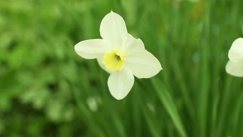 Delicate white flowers of daffodils Stock Footage 76550110
