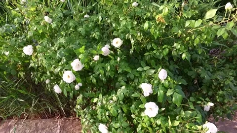 Delicate white flowers each one gently swaying, stock footage. Stock Footage 304967554