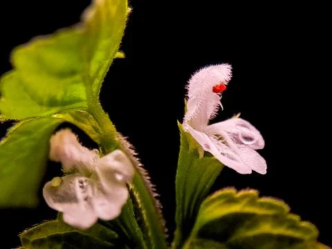 Delicate white flowers with hints of red on green stems emerge against a bl.. Stock Photos