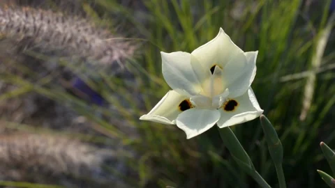 Delicate white flowers in the rays of the sunset sun 스톡 동영상 151189669