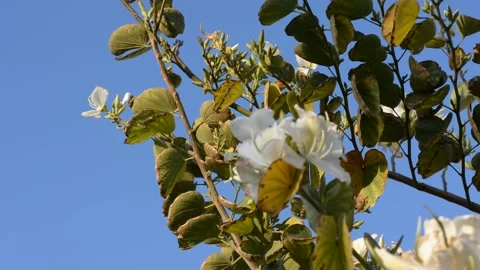 Delicate white flowers in the rays of the sunset sun Vidéo 151189823