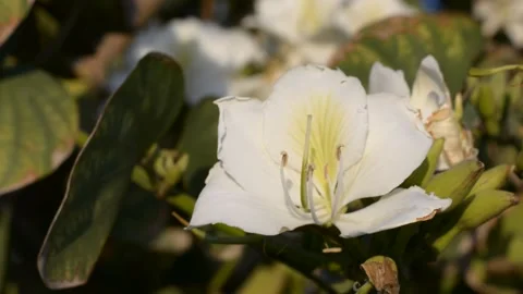 Delicate white flowers in the rays of the sunset sun Vidéo 151189827