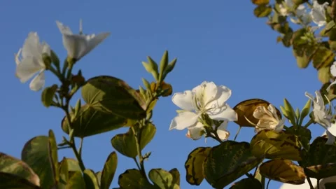 Delicate white flowers in the rays of the sunset sun Vidéo 151189828