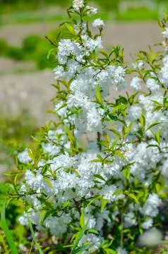 Delicate white flowers in spring cherry on blurred background. Soft focus Foto stock