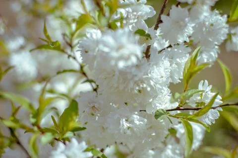 Delicate white flowers in spring cherry on blurred background. Soft focus Stock Photos