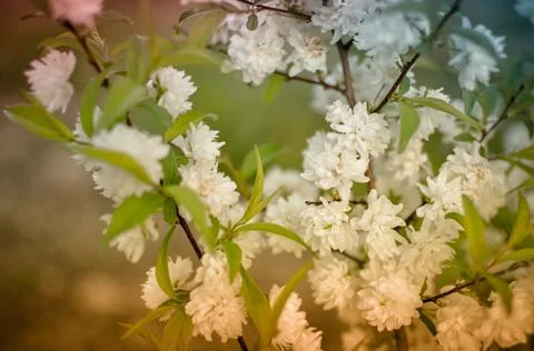 Delicate white flowers in spring cherry on blurred background. Soft focus Foto stock