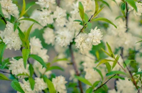 Delicate white flowers in spring cherry on blurred background. Soft focus Stock Photos