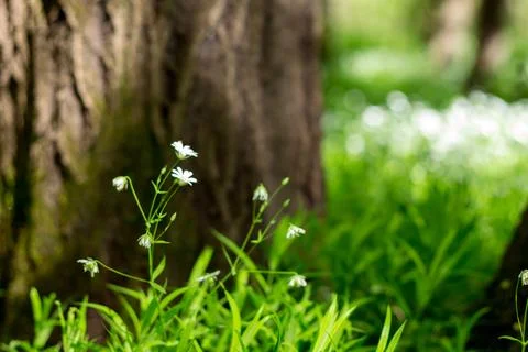 Delicate white flowers in the spring forest, sun rays.... delicate white flow Stock Photos