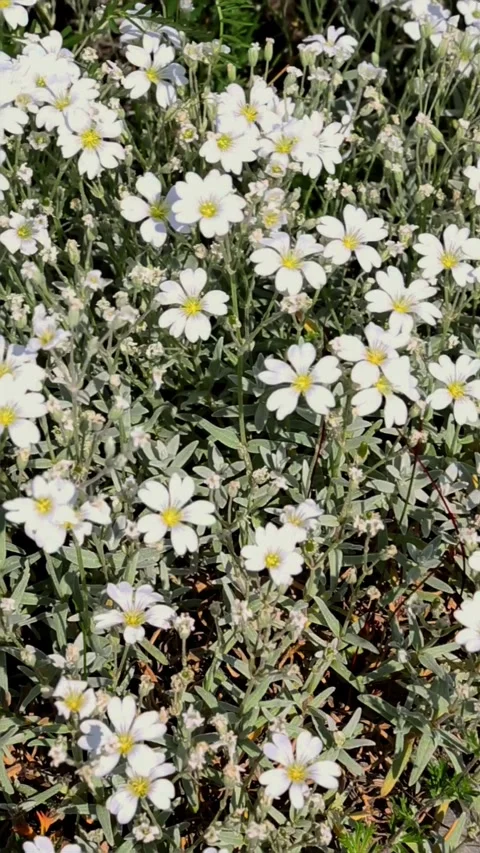 Delicate white flowers swaying softly in gentle spring breeze Stock Footage 312242611