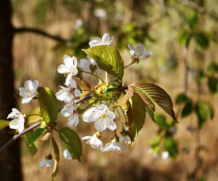 Delicate white flowers on tree branches in a rustic garden in spring Stock Photos