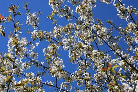 Delicate white flowers on tree branches in a rustic garden in spring Stock Photos