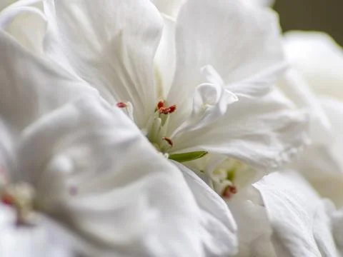 Delicate white geranium flower on a blurred background, macro Stock Photos