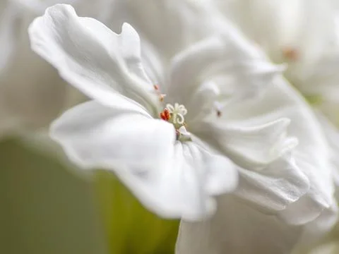 Delicate white geranium flower on a blurred background, macro Stock Photos