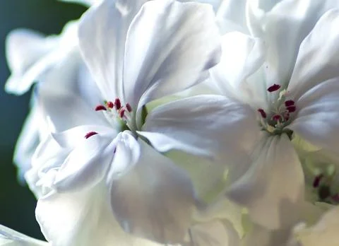 Delicate white geranium flower on a blurred background, macro Stock Photos
