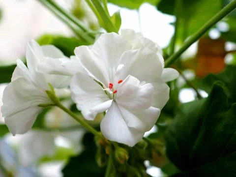 Delicate white geranium flower grows in a pot on the windowsill Stock Photos