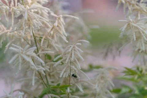Delicate White Goats Beard, Like Astilbe, Aruncus Dioicus Stock Photos