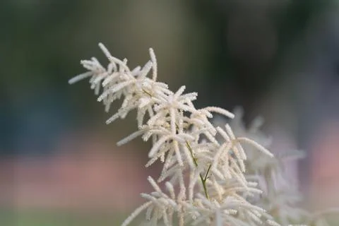 Delicate White Goats Beard bloom on a blurred outdoor background Stock Photos