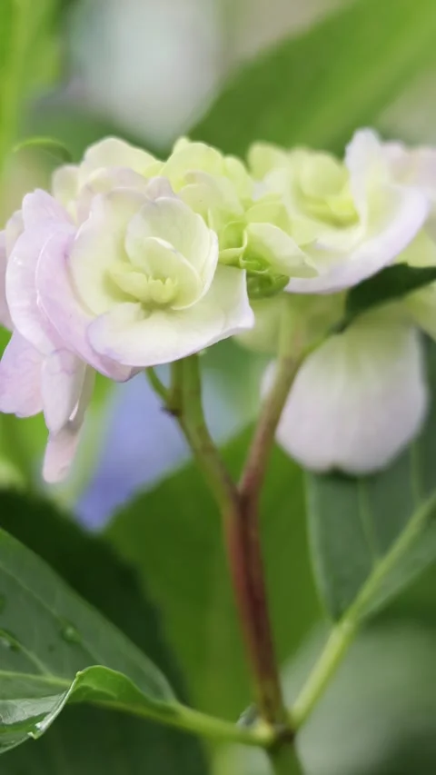 Delicate White Green Hydrangea Flowers Blooming Among Lush Leaves vertical video Видео 336786393