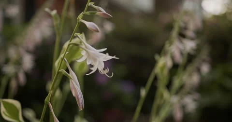 Delicate white hosta blossom sways gently in breeze, Hosta japonica plantaginea Stock Footage 137928564