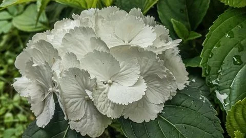Delicate white hydrangea bloom with water droplets on lush green leaves Stock Photos