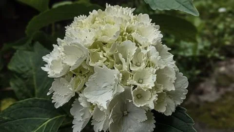 Delicate white hydrangea flower blooming in a garden setting Stock Photos