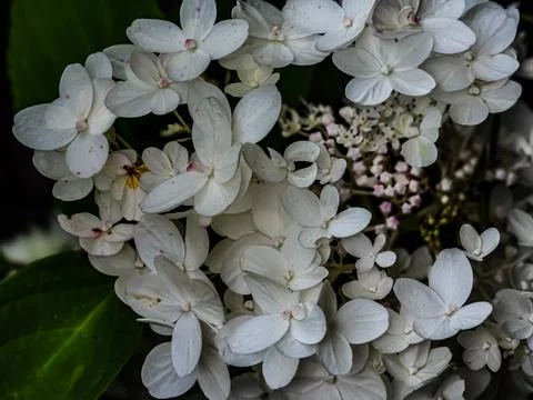 Delicate white hydrangea flowers bloom in a lush garden setting with dark g.. Stock Photos