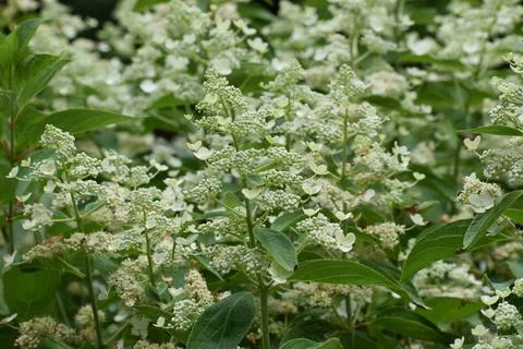 Delicate white hydrangea flowers bloom in clusters, showcasing their intric.. 스톡 사진