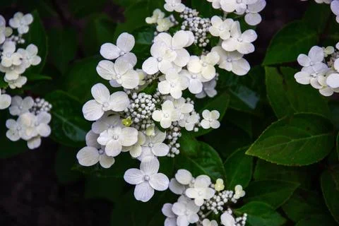 Delicate white hydrangea flowers bloom amidst lush green foliage in a garde.. Stock Photos