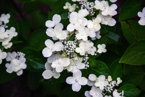 Delicate white hydrangea flowers bloom against lush green foliage Stock Photos