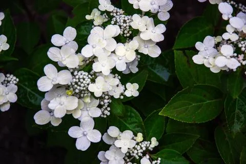 Delicate white hydrangea flowers bloom amidst lush green foliage Stock Photos
