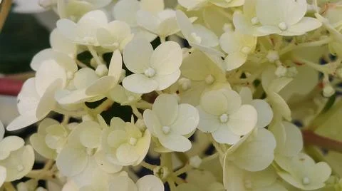 Delicate white hydrangea flowers bloom in soft focus, capturing summer's ge.. Stock Photos