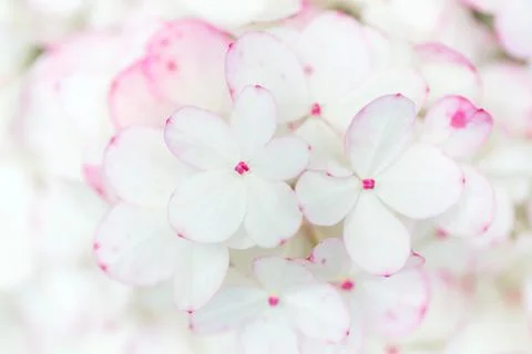 Delicate white hydrangea flowers Foto stock