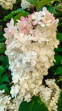Delicate white hydrangea flowers with pink blush and water droplets Stock Photos
